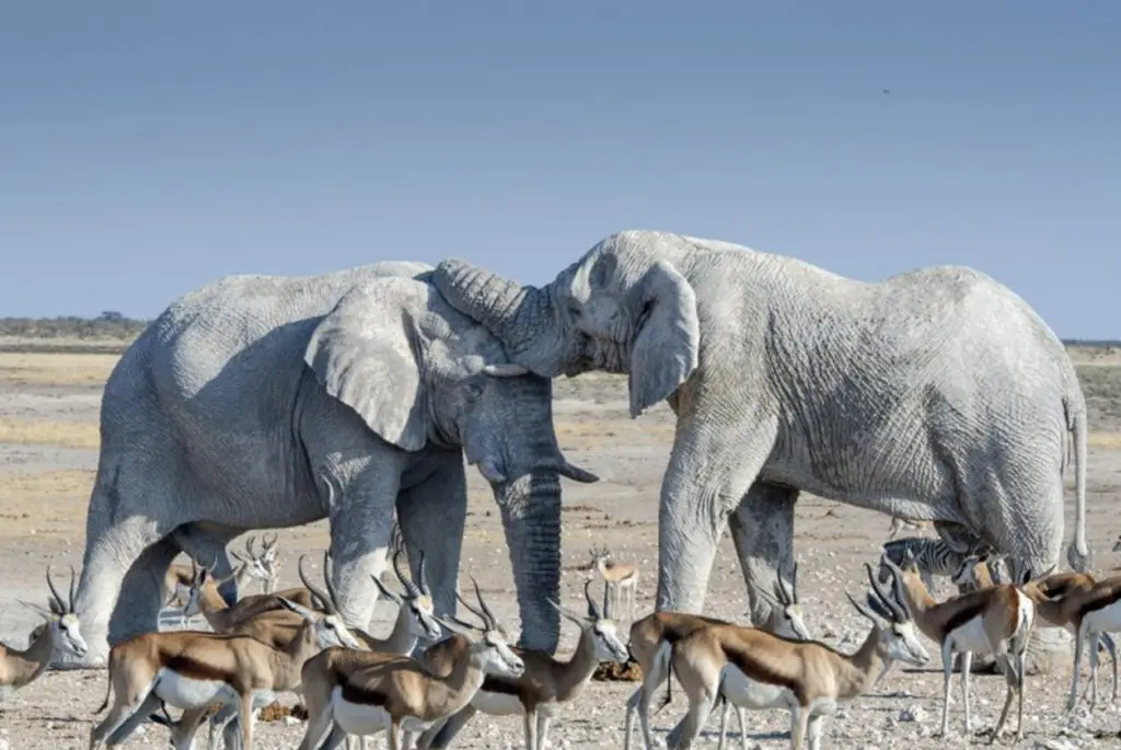 Elephants