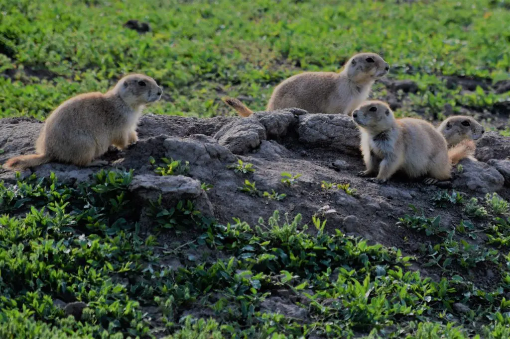 Prairie Dogs