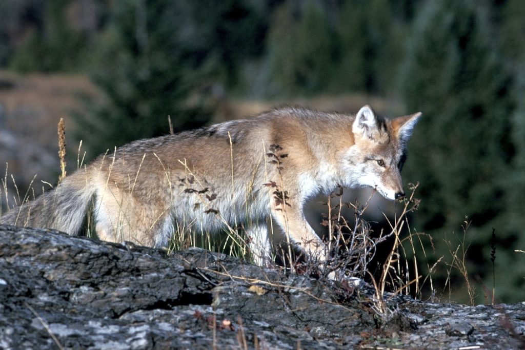 Coyote